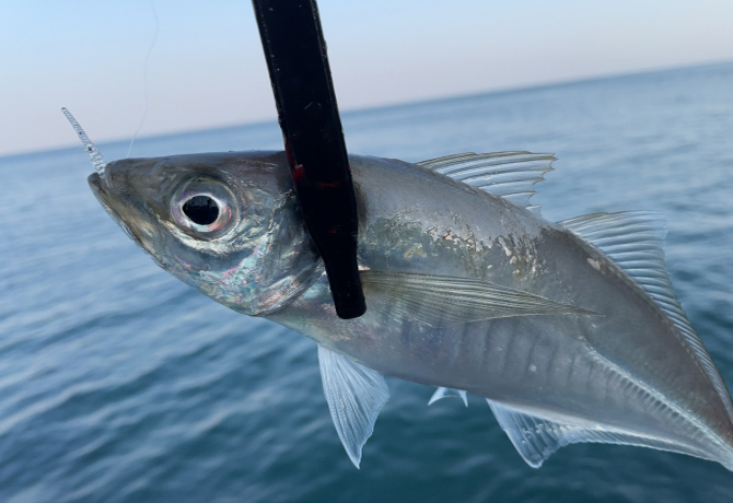 写真の説明を入れます